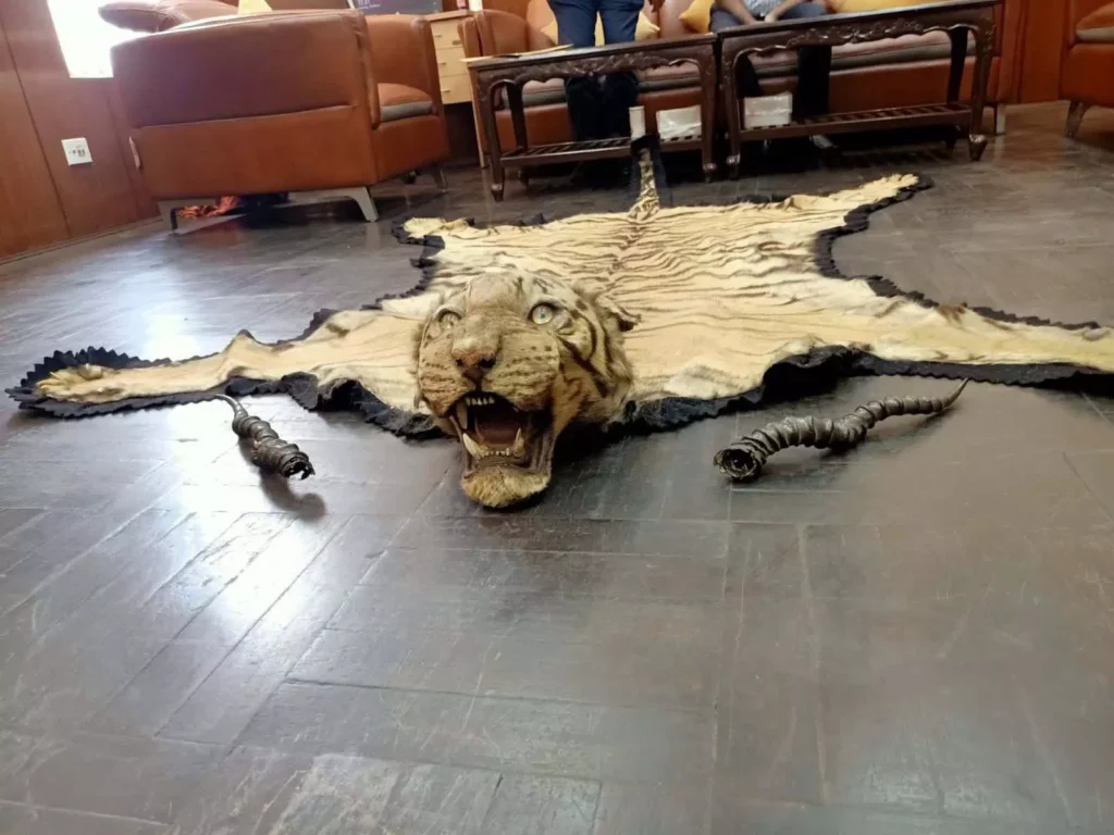 Bengal tiger skin, black buck horns seized, Kolkata