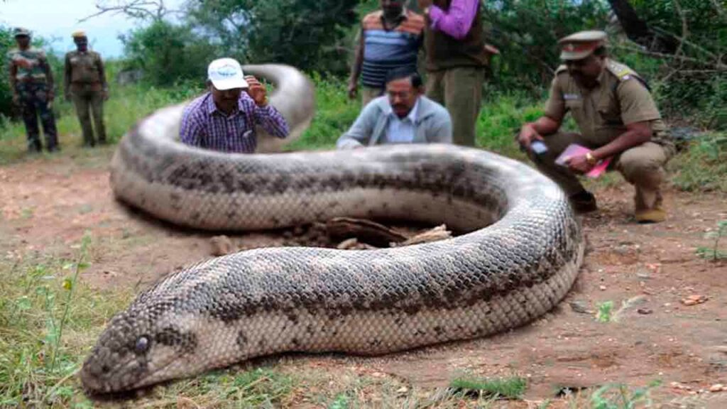 Biggest Snake in The World