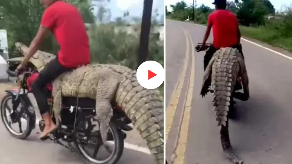 Boy Gives Lift To Crocodile On Bike
