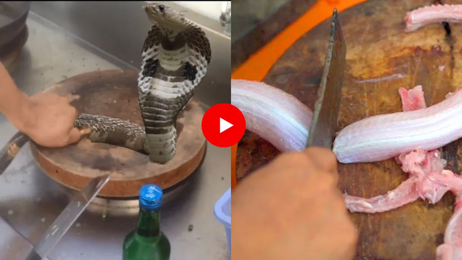 King Cobra Snake Mutton Fry