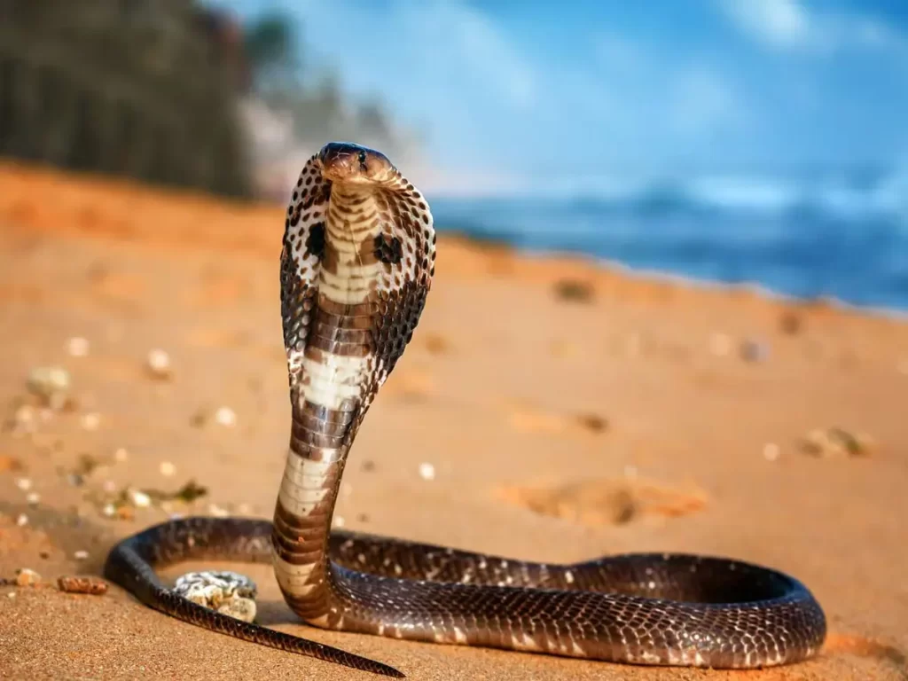 Cobra Snake Viral Video