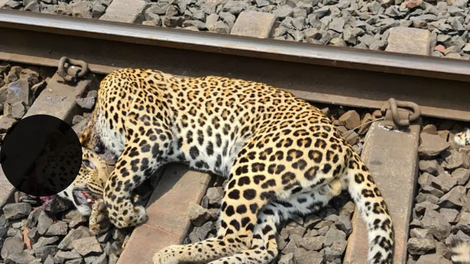 Leopard cut by train in Valmiki Tiger Reserve