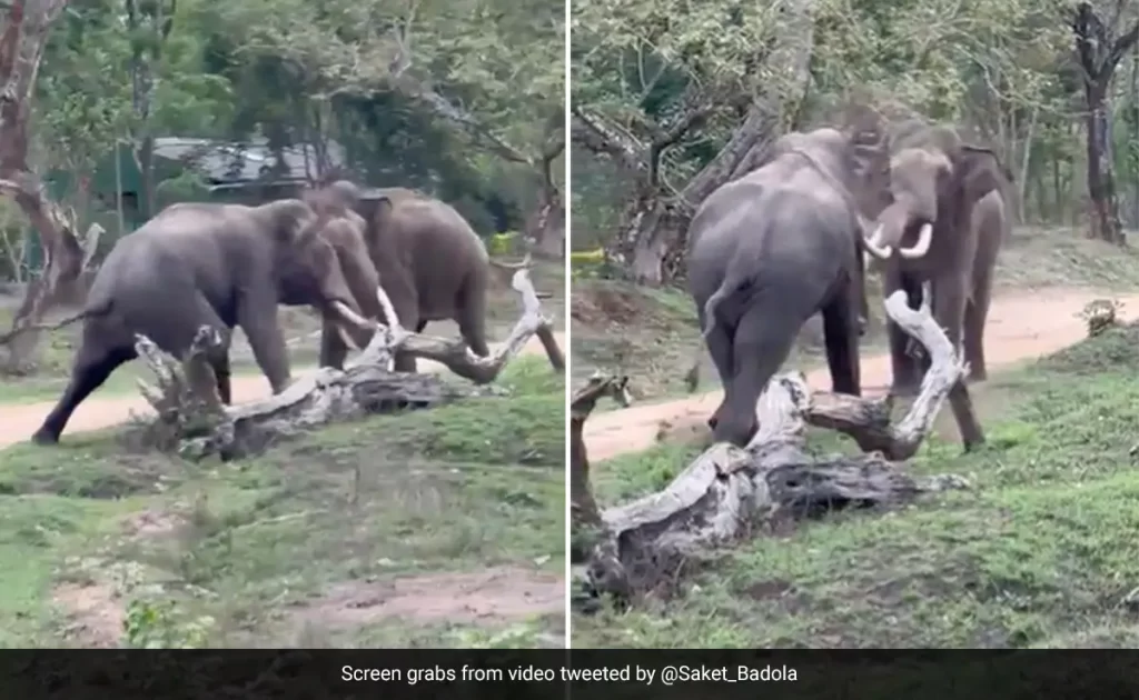 Bloody Fight Between Two Elephants 