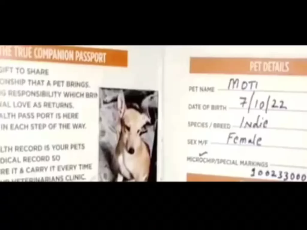 Passport Made Of Two Dogs Of Banaras