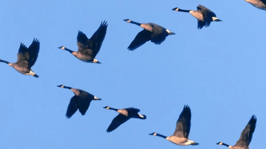 What is The Secret of Flock of Birds Flying in V Shape 