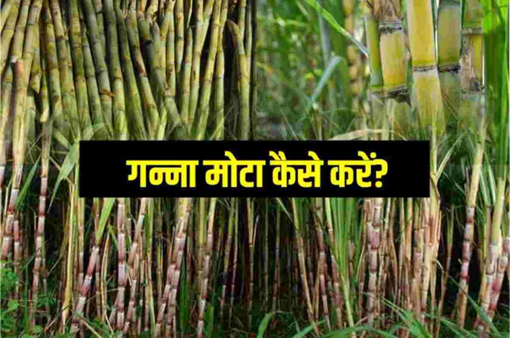 Best Fertilizer For Sugarcane