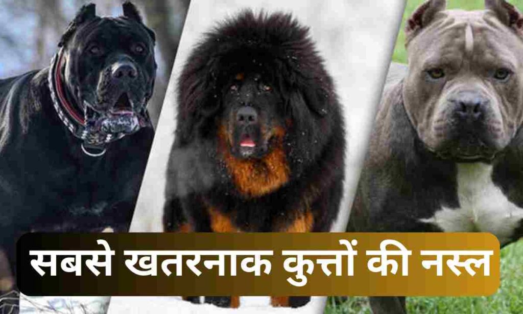 Names Of The Most Dangerous Dog Breeds in The World