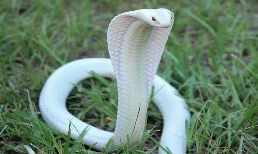 Durlabh White King Cobra Snake Dekhe in india 