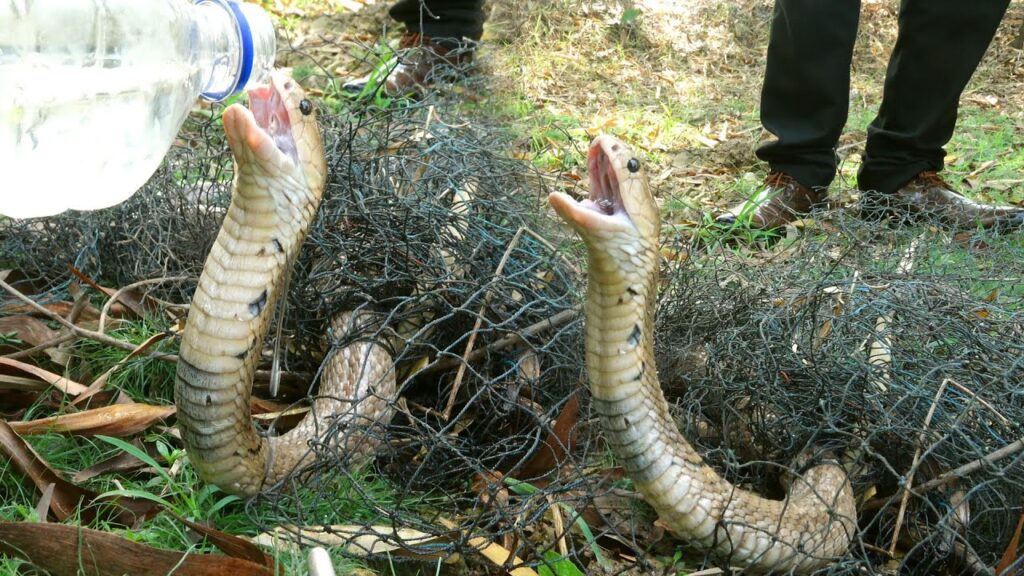Hungry thirsty king cobra snake trapped in net 2023